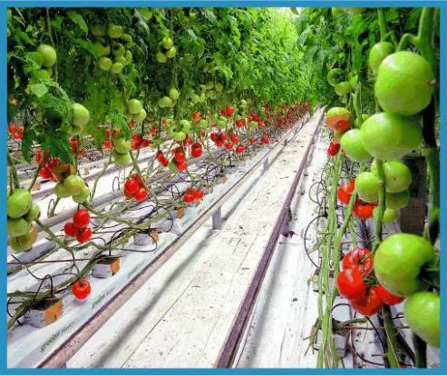 drip irrigation system