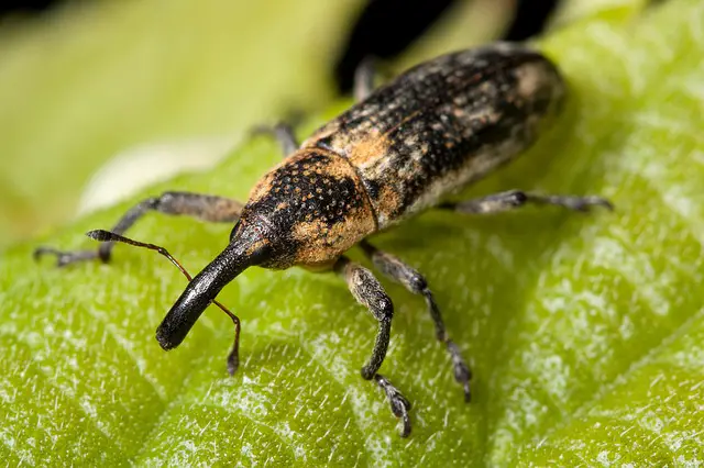 garden pest