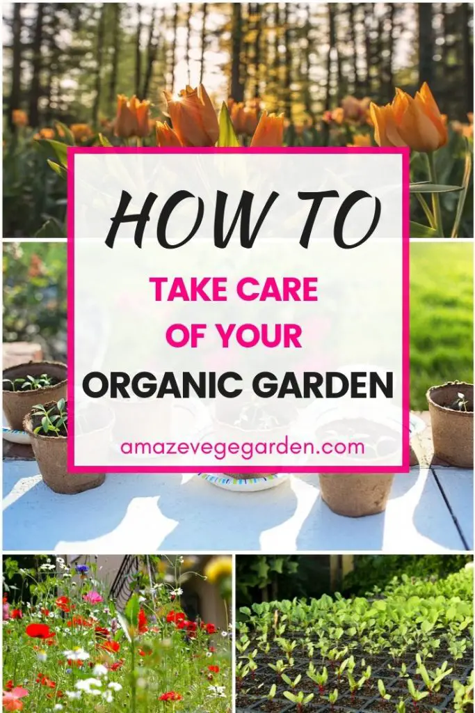 how to take care of your organic garden