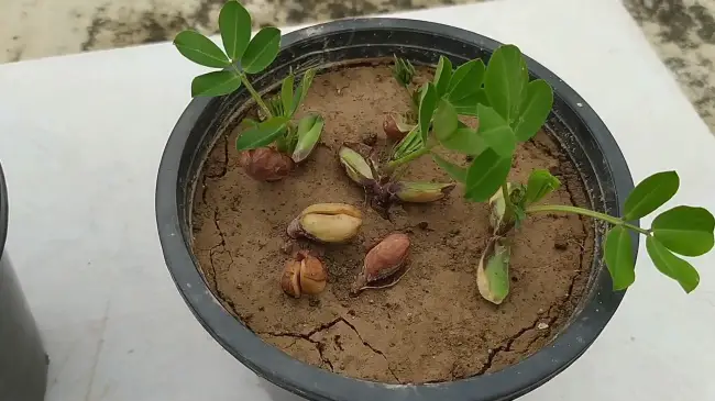 baby peanut plants