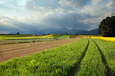 green wheat farming