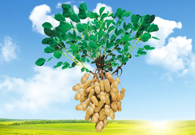 How To Growing Peanuts The Right Way - Amaze Vege Garden