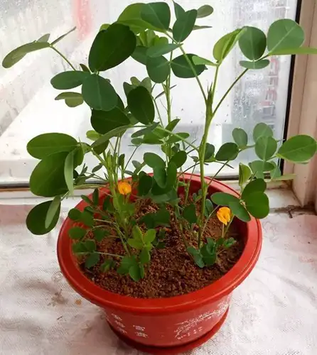 potted peanuts