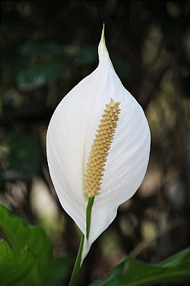 peace lilies