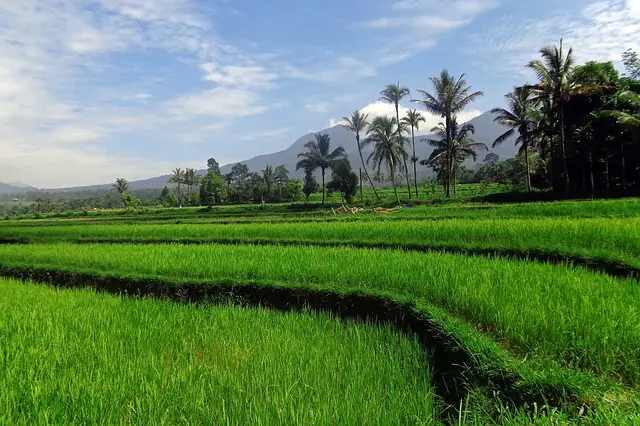 paddy field