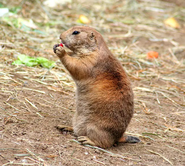 Gophers