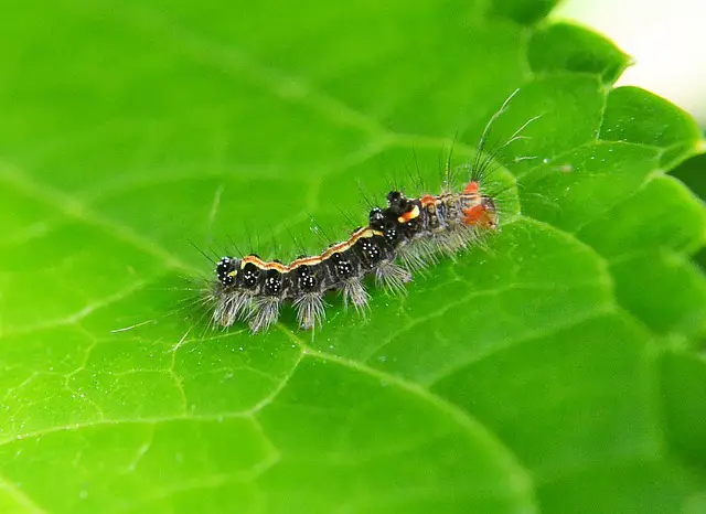 caterpillar