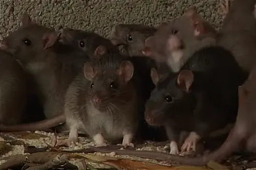 rodents