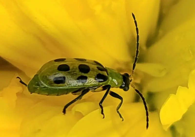 green cucumber beetle