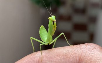 grasshopper