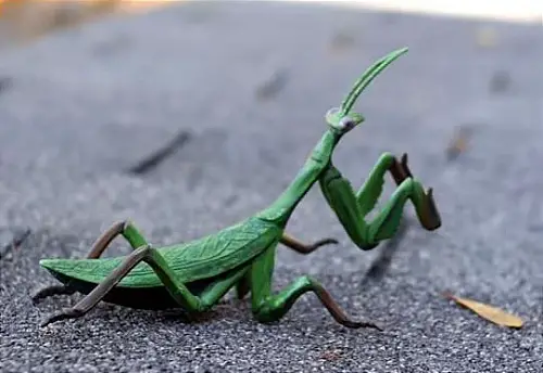 Top 10 Green Insects Commonly Found In A Garden Amaze Vege Garden