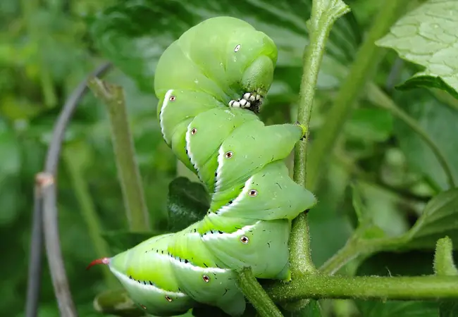 Tomatoes Worm