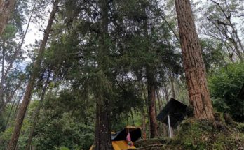 forest trees