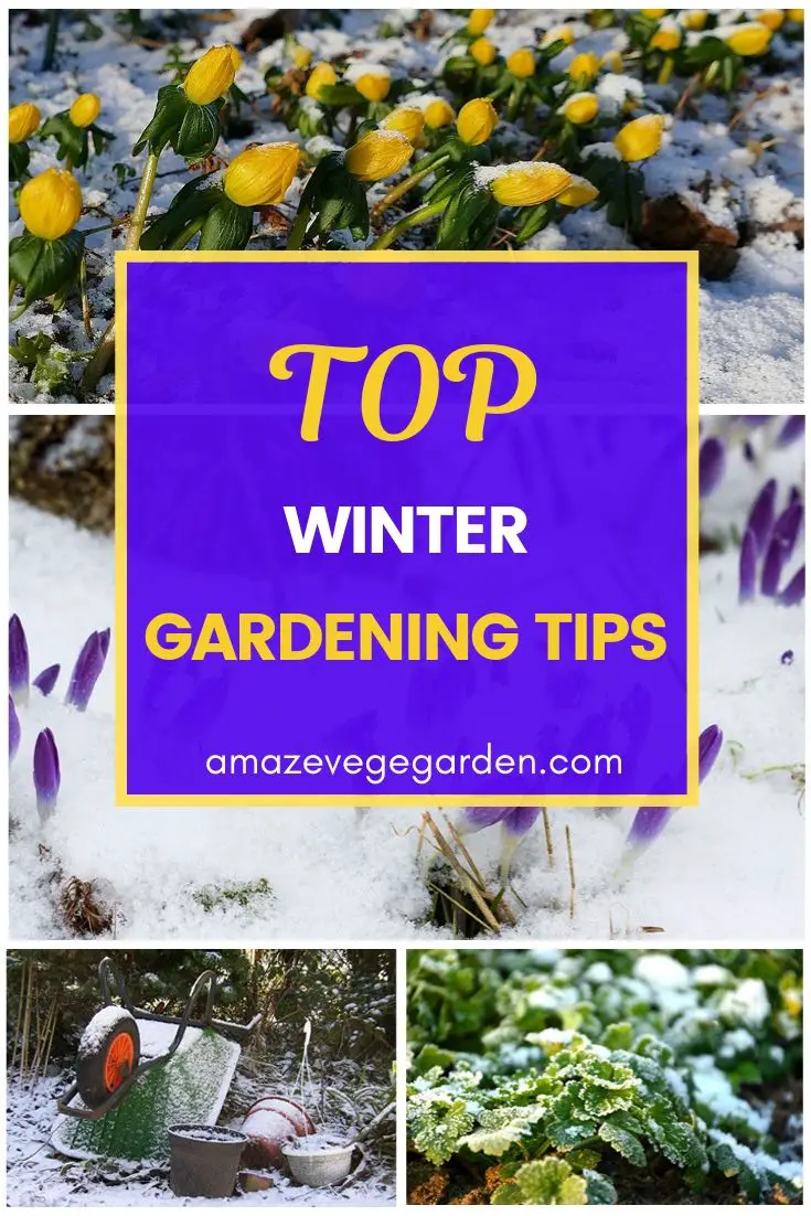 Top Winter Gardening Tips