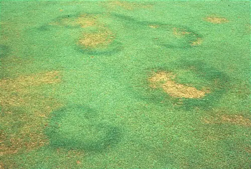 Fairy Rings