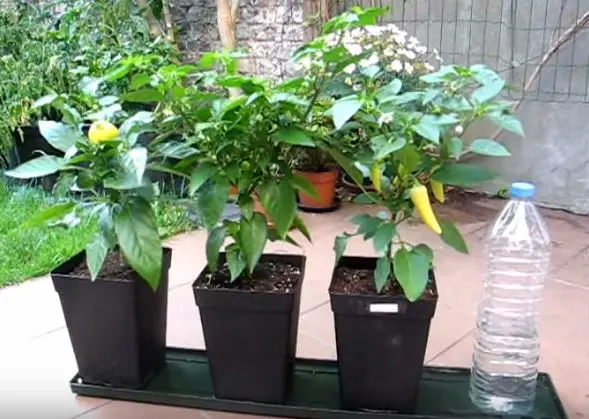 diy automatic watering system