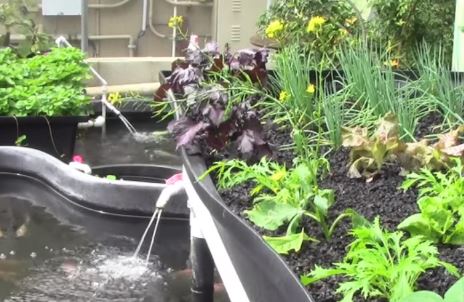 aquaponics fish and plants