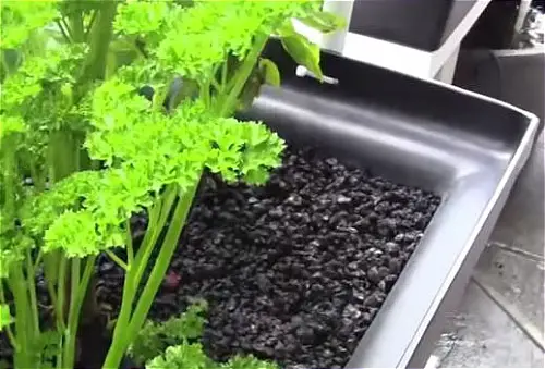 aquaponics vegetables