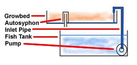 auto siphon aquaponics