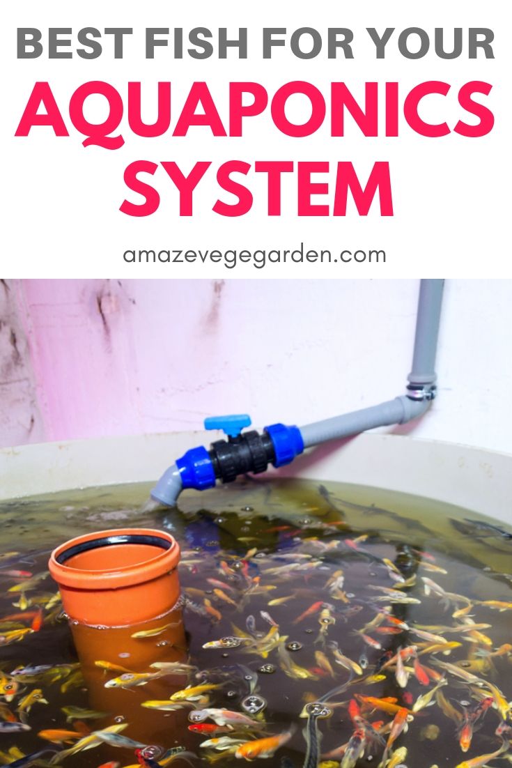 best fish for your aquaponics system