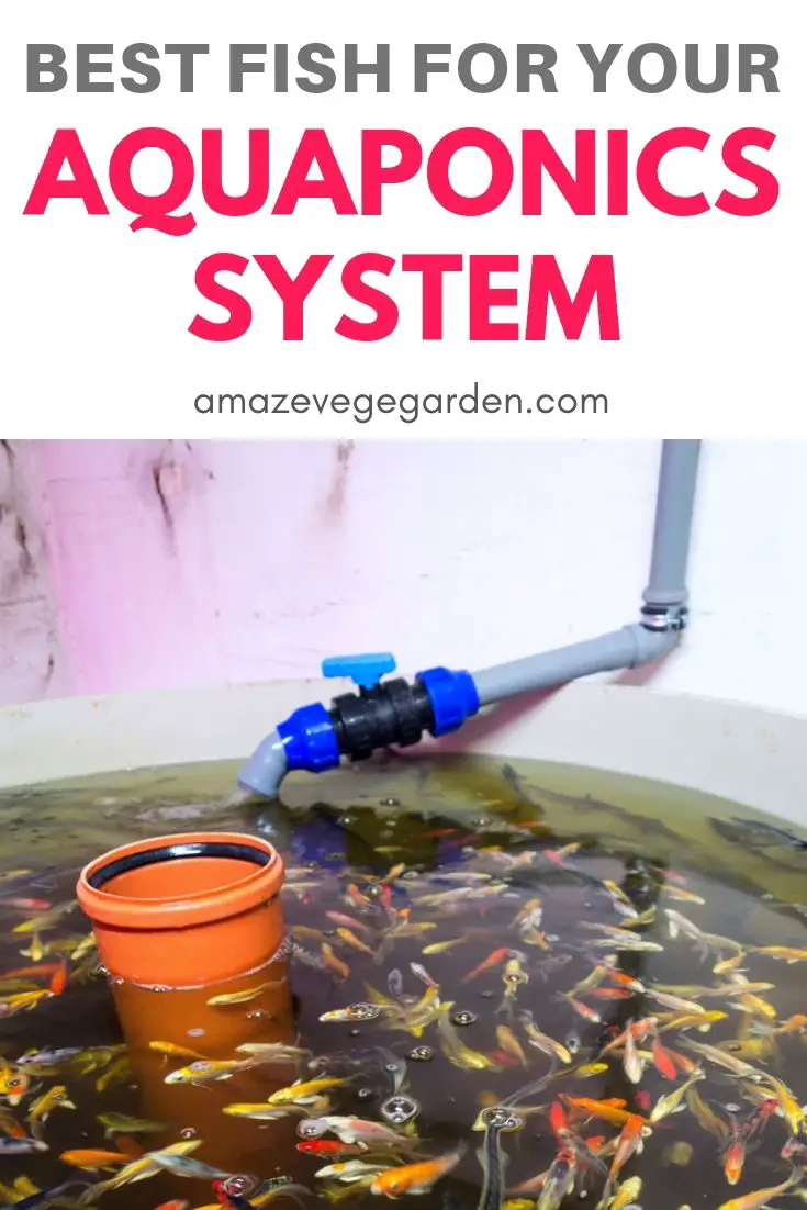 best fish for your aquaponics system