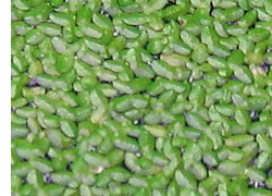 duckweed