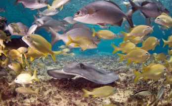 fish in aquaponics system