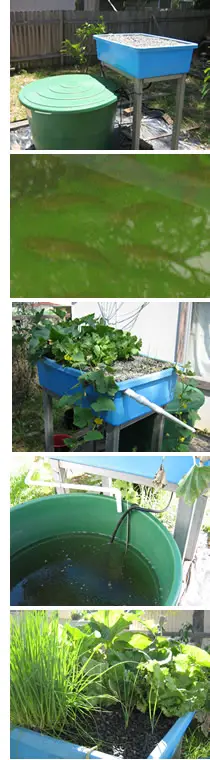 aquaponics system