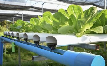 vegetable aquaponics