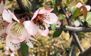 beauty flower