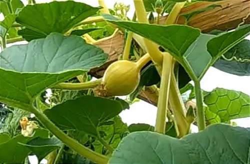 squash on trellis