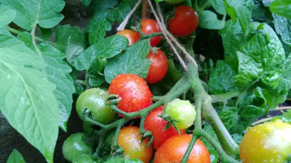 grow tomatoes