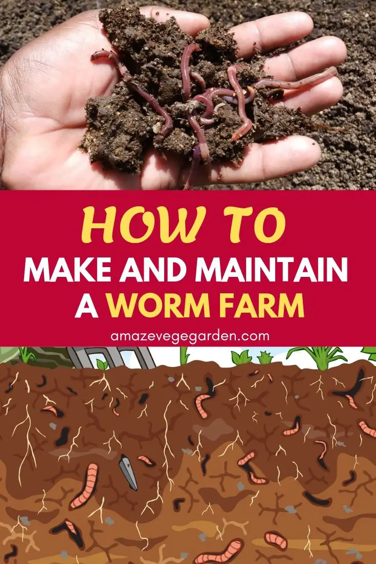 How to make and maintain a worm farm