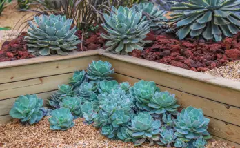 basics of growing succulents for beginners