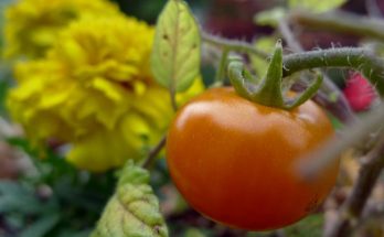 marigold and tomato