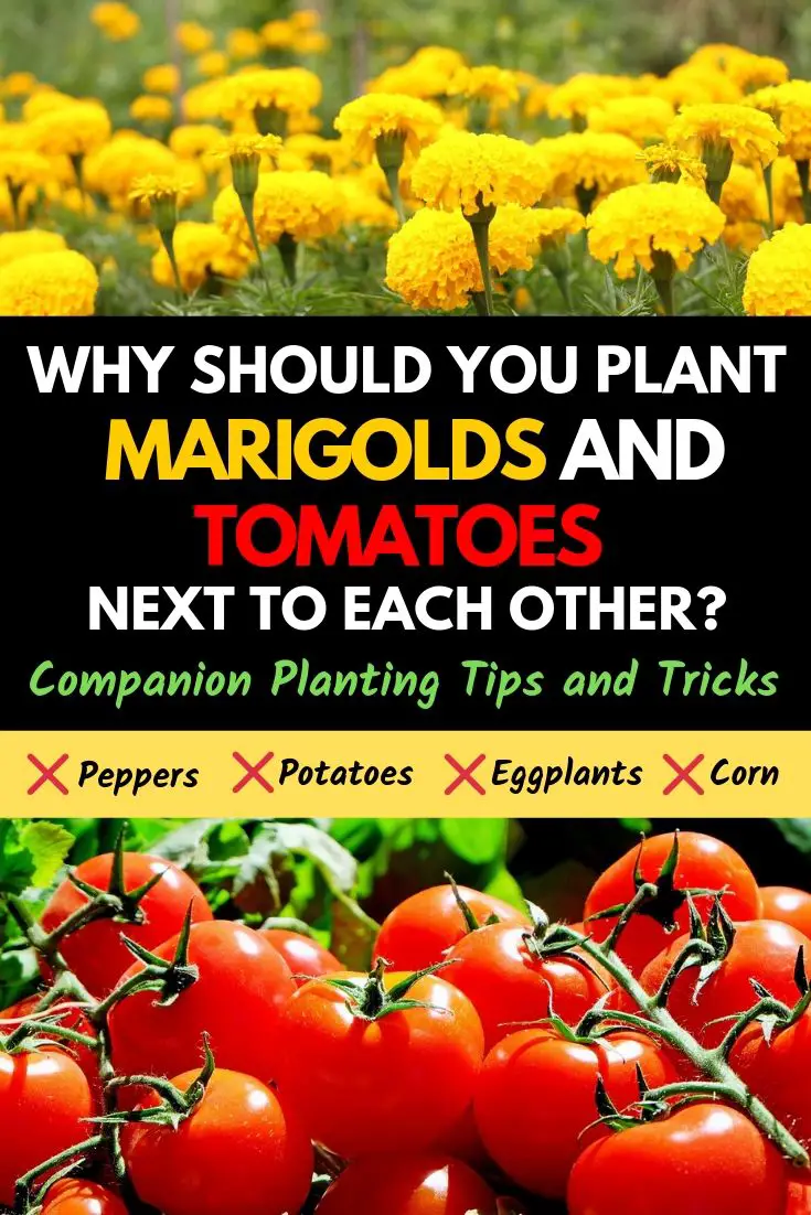 Why should you plant marigolds and tomatoes next to each other?