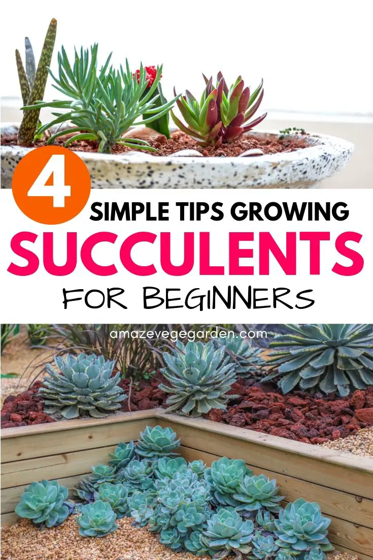 tips growing succulents for beginners