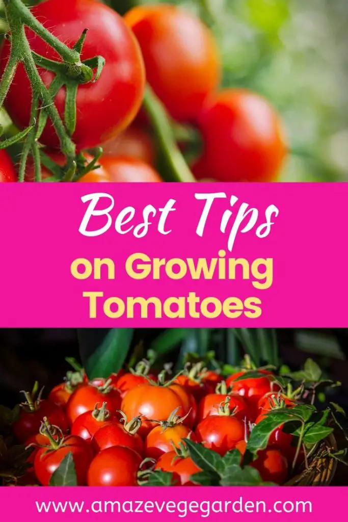 Tips on growing tomatoes
