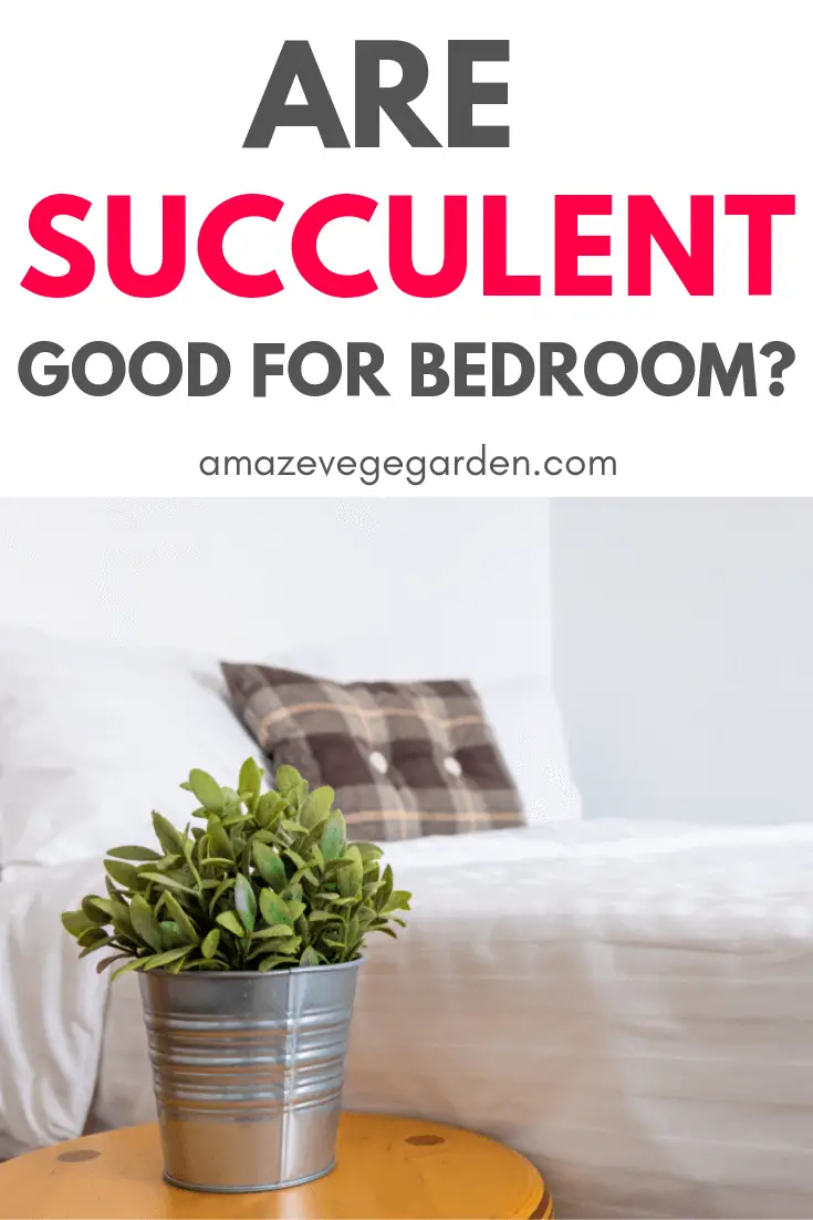 Are succulents good for bedroom