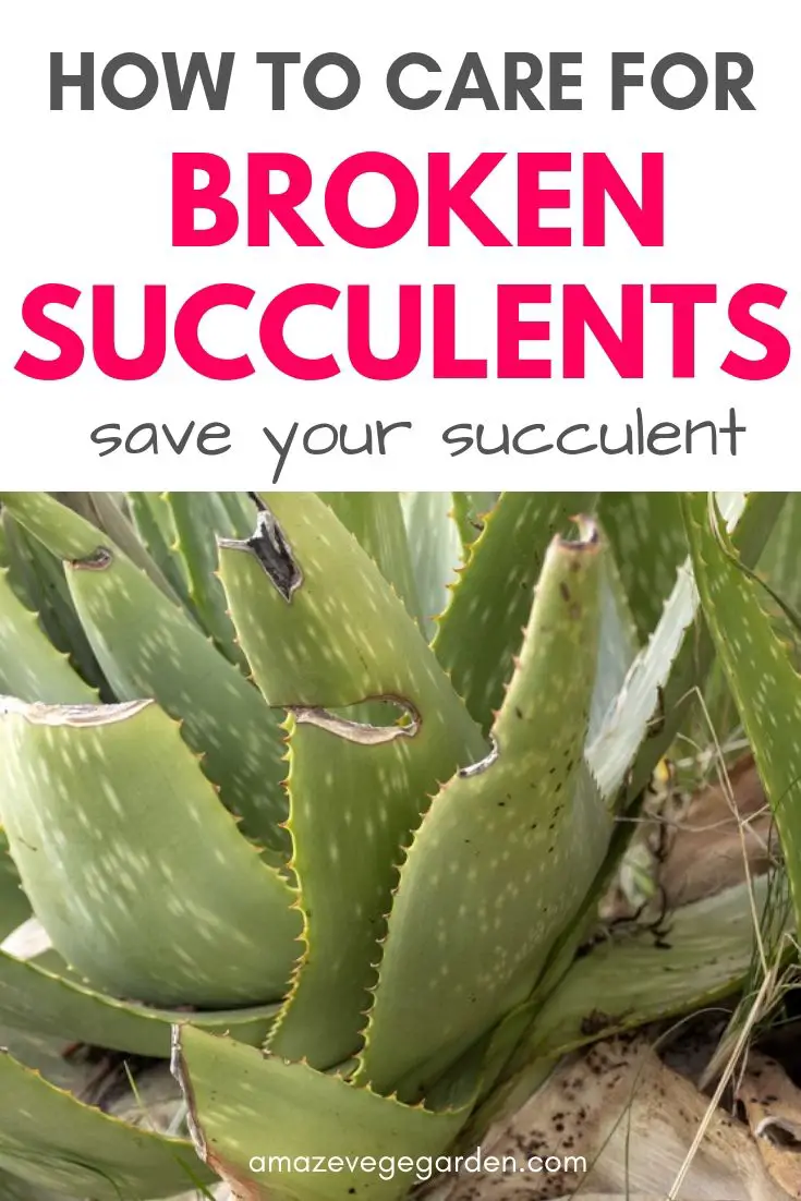 how to care for broken succulents