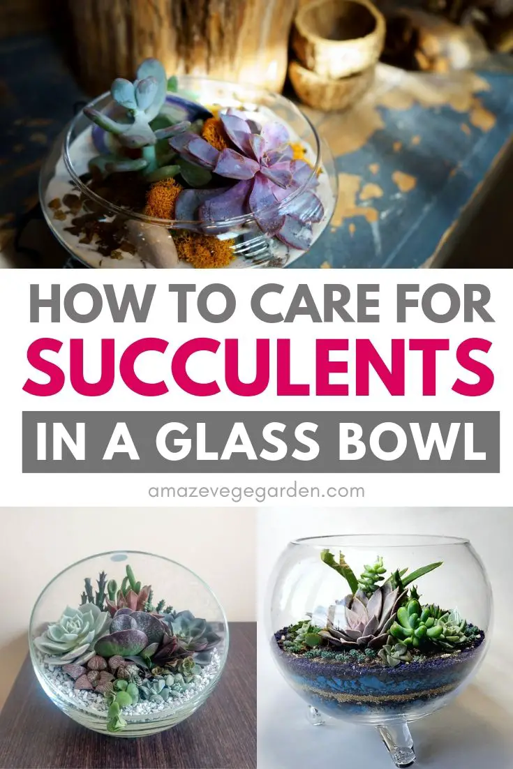 how to care for succulents in a glass bowl
