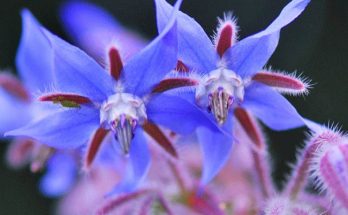 Borage Plant