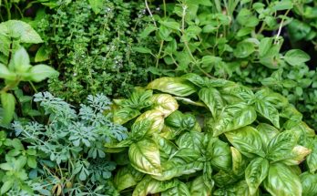 Italian Herb Garden