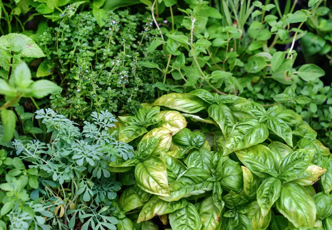 Italian Herb Garden