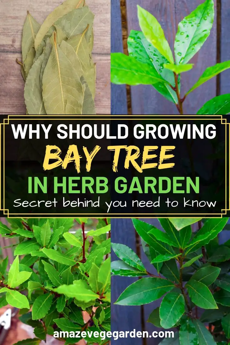 Why should growing bay tree in herb garden