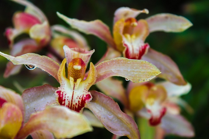 how to rebloom orchids