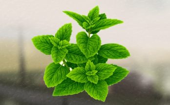 grow mint