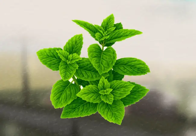 grow mint