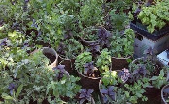 herbs in pots