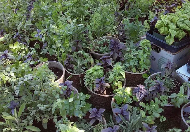 How to Grow Herbs in Pots – Amaze Vege Garden